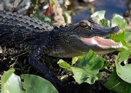 7 Alligator Facts You Probably Didn't Know