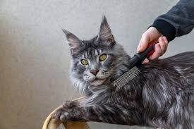 maine cat grooming step by step