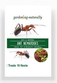ant nematodes from gardening naturally