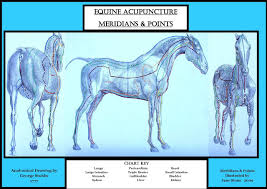 Equine Acupuncture Training Articles Equine Acupuncture