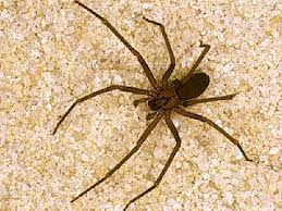 dangerous spiders in florida florida
