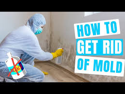 How To Get Rid Of Mold Don T Use