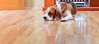 hardwood floor cleaning jdog carpet