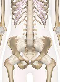 A regional study of human structure. Bones Of The Pelvis And Lower Back