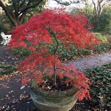Japanese Maples Are Small Trees That