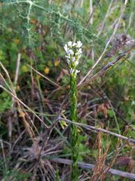 Arabis planisiliqua (Pers.) Rchb. (World flora) - Pl@ntNet identify