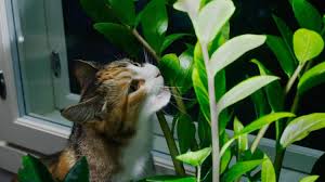 Cat Owners Are Zz Plants Toxic To Cats