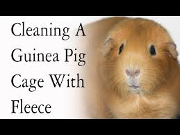 cleaning a diy guinea pig cage with