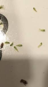tiny flying green insects attracted to