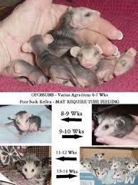 41 Best Possum Images Opossum Baby Possum Baby Opossum