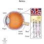 Where is the retina located in the eye from my.clevelandclinic.org