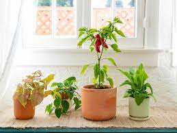 fruits and vegetables you can grow indoors