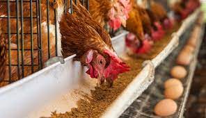 Кормление домашней птицы | Контроль патогенных микроорганизмов в кормах  повысит продуктивность кур-несушек