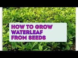 how to grow waterleaf from seed you