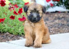 soft coated wheaten terrier puppies for