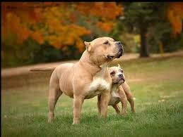 They're not a separate breed, most people call them simply pitbulls. Staffordshire Terrier Vs Pit Bull Similarities And Differences