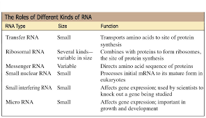 Image Result For Types Of Rna Variables Genetics Amino Acids