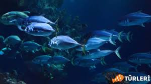 sea fish balikturleri