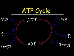 Atp Cycle