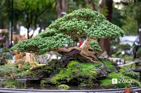 the best plans for bonsai