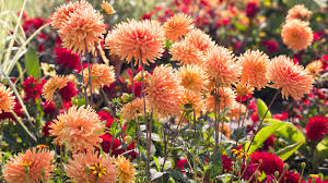 what to plant in august 14 flowers to