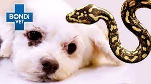 dog strangled by python in backyard