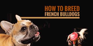 How To Breed French Bulldogs Heat Litter Size Health More