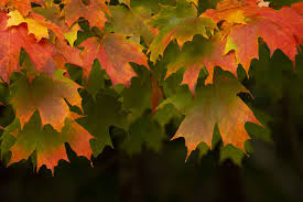 identify the 5 most common maple trees