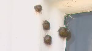 stink bugs how to prep your home and