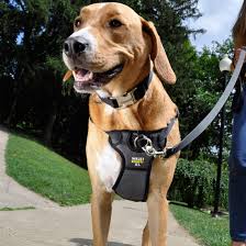Walk Right Front Connect Padded Dog Harness