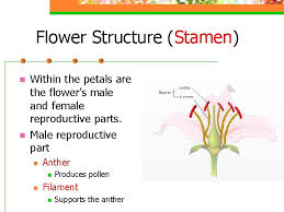 The female part of the plant is the pistil, and the male part of the plant is the stamen. Plant Anatomy Physiology Parts Of A Flower Foldable