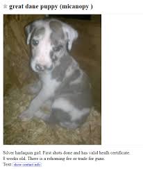 Favorite this post dec 27 looking for loving homes for pitbull pups $450 (inl) pic map hide this posting restore. Craigslist Dogs For Trade Puppy Leaks