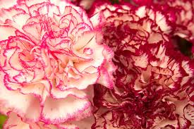 Carnation Flower Meaning Flower Meaning