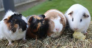 your guinea pigs bedding
