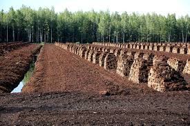 what is peat moss what is it used for