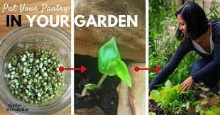 The Easy Garden Anyone Can Grow 5 Tips