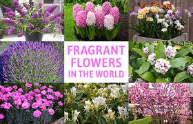 Image result for pictures of fragrant flowers
