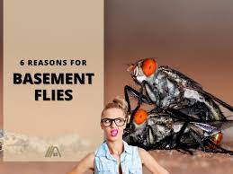 Basement Flies Easy Solutions
