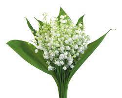 LES BRINS DE MUGUET