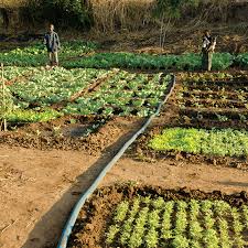 Irrigation Kit Self Help Africa Uk