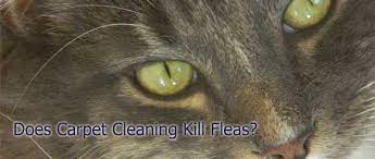 does carpet cleaning kill fleas