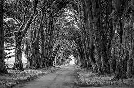 country road aligned trees