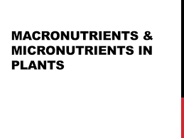 micronutrients in plants powerpoint