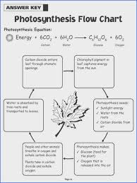 Photosynthesis Worksheet Answer Key Briefencounters