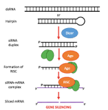 Does siRNA degrade mRNA?