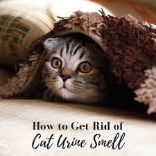 how to eliminate cat urine smell hubpages