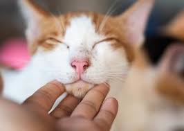An abscess is the only common explanation for a large lump that comes up quickly on a cat, especially if it's sore to touch. What Is Cat Acne How To Treat Cat Acne