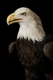 bald eagle facts and information