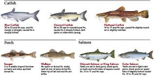 Indiana Fish Identification Indiana Fishing Regulation