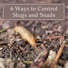 6 ways to control slugs and snails